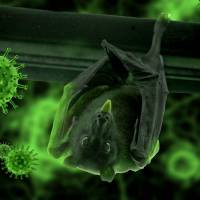depiction of virus with a bat hanging