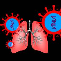 depiction of lungs infected with SARS-Cov-2