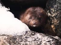 mink face
