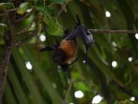 bat hanging from a tree limb